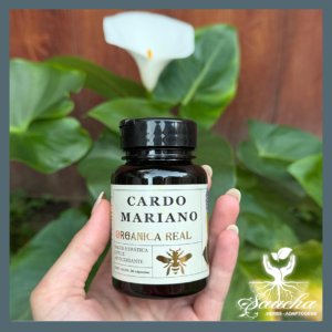 Cardo Mariano